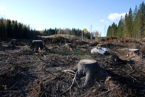 Clearcutting_in_Southern_Finland.jpg
